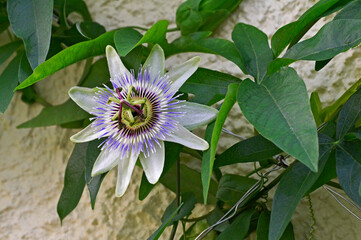 Passiflora vitifolia 'White Lightning' in flower
