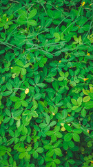 green plants commonly used to decorate gardens