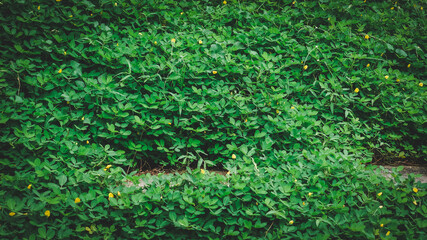 a garden filled with green shrubs