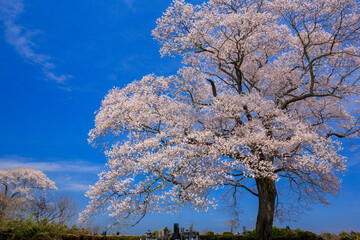 大子町　上岡の江戸彼岸桜