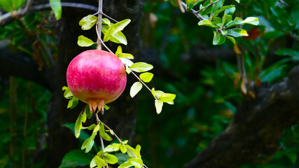 Pomegranate