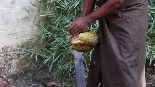 Farmer peeling opening coconut, heap of many organic whole coconuts with husk 4K slow motion video footage , harvest coconut farm plantation. lot of fresh coco Kerala India dried in sun oil from copra