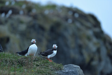 Puffins on south Icelandic coast rocks
