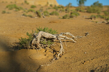 Almaty, Kazakhstan - 06.24.2013 : Petrified tree branches in the valley of the Altyn Emel National Park