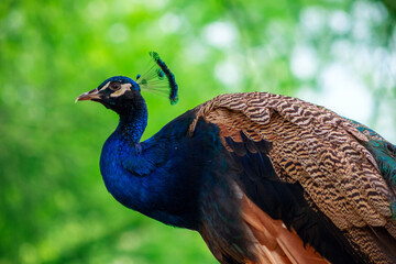 Close up view of The African peacock, a large and brightly bird.