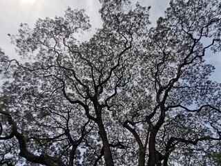 Sky view through tree