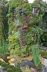 Fototapeta na wymiar Detail of a Japanese Moss Garden with small Acers, Iris’s and Asters