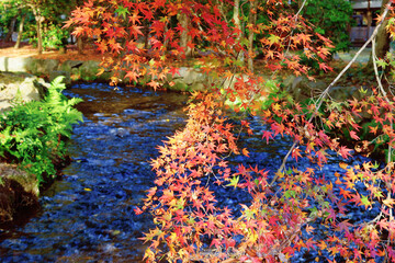 京都の美しい紅葉　Beautiful autumn leaves in Kyoto, Japan