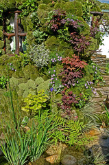 Fototapeta na wymiar Detail of a Japanese Moss Garden with small Acers, Iris’s and Asters