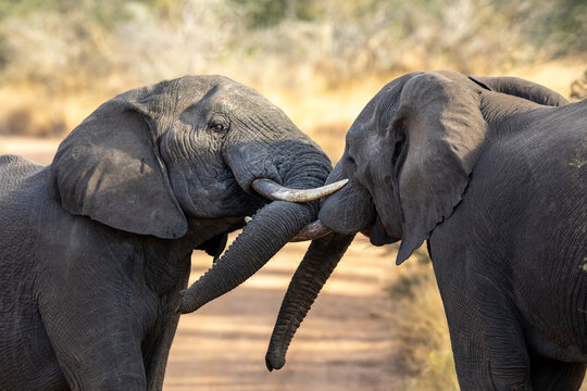 Two elephants play fighting in Kruger Park in South Africa