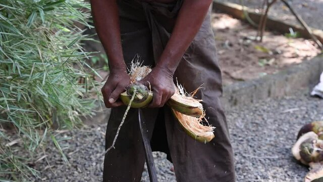 Farmer peeling opening coconut, heap of many organic whole coconuts with husk 4K slow motion video footage , harvest coconut farm plantation. lot of fresh coco Kerala India dried in sun oil from copra