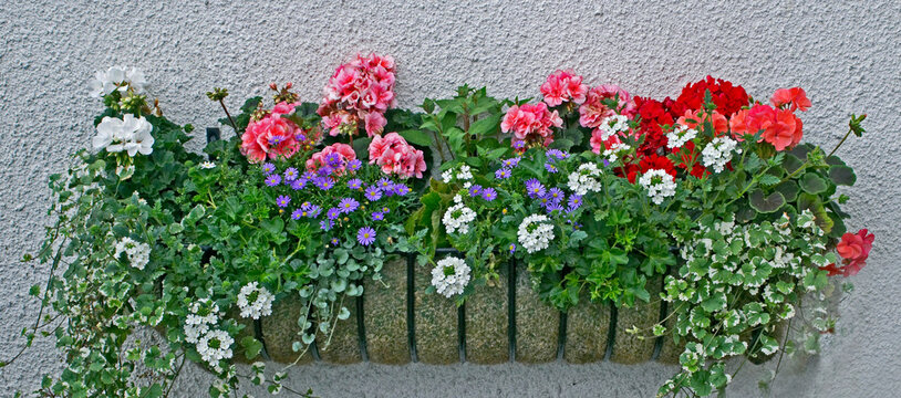 Wall mounted manger planted with Verbena, Geraniums