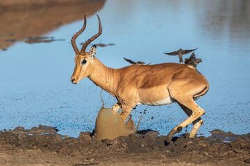 Male impala splashing mud at the edge of water in Kruger Park in South Africa