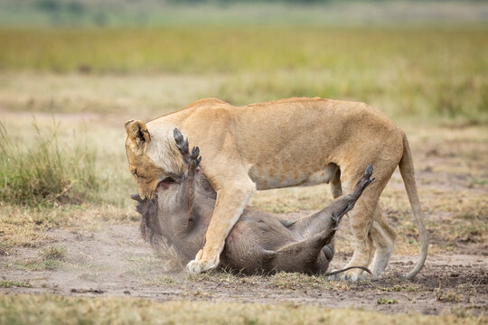 Lioness killing an adult warthog holding him by its neck in Masai Mara in Kenya