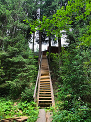 Fototapeta na wymiar stairway to the forest