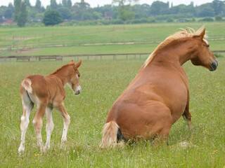 Cute Rare Breed Foal