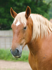 Suffolk Punch Horse Headshot