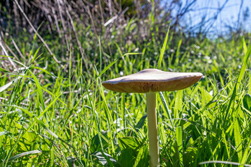 Ripe mushroom in green grass