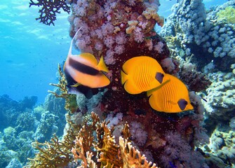 Fototapeta na wymiar Beautiful underwater scene with coral reef and couple of yellow masked butterfly fish (Chaetodon semilarvatus) and Bannerfish