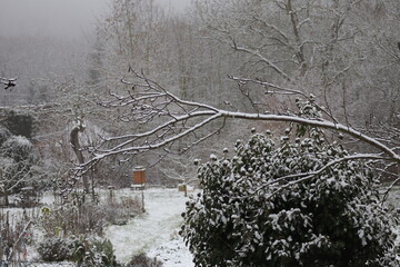 Baum, Ast, Winterwald, Schnee, Baumkrone, Wald
