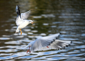 Black-headed gulls in winter plumage in Kelsey Park, Beckenham, Greater London. The gulls are flying over the lake. Juvenile bird above is in focus. Black-headed gulls (Chroicocephalus ridibundus), UK