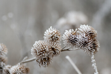 Fototapeta macro rośliny zimowe obraz