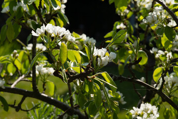 Apple blossom in domestic garden
