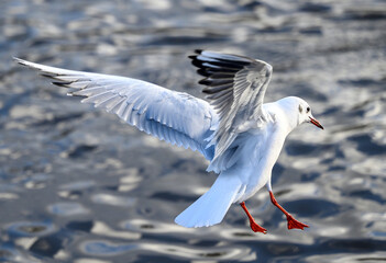Black-headed gull in winter plumage in Kelsey Park, Beckenham, Greater London. Gull in flight over...
