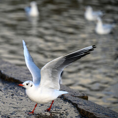 Black-headed gull in winter plumage in Kelsey Park, Beckenham, Greater London. Gull landing by the side of the lake. Black-headed gull (Chroicocephalus ridibundus), UK.