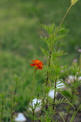 red poppy flower