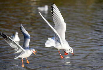 Black-headed gulls in winter plumage in Kelsey Park, Beckenham, Greater London. The gulls are flying over the lake. Foreground bird in focus. Black-headed gulls (Chroicocephalus ridibundus), UK.
