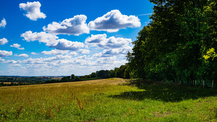 Cornfield in the landscape, South Downs National Park, England