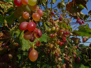colorful sweet grapes in the sun and garden