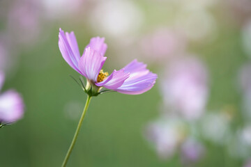 Fototapeta premium Close up of pink cosmos flowers blooming in garden