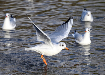 Black-headed gull in winter plumage in Kelsey Park, Beckenham, Greater London. Gull in flight over the lake with three other birds behind. Black-headed gulls (Chroicocephalus ridibundus), UK