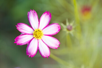 Close up of pink  cosmos flowers blooming in garden