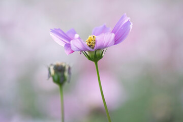 Fototapeta premium Close up of pink cosmos flowers blooming in garden