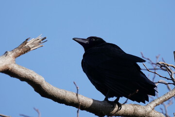 crow on a branch
