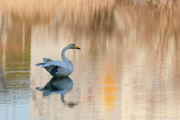 冬の遊水地に白鳥舞い降りた　麻機遊水地　静岡市