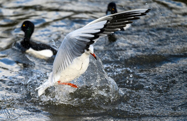 Black-headed gull in winter plumage in Kelsey Park, Beckenham, Greater London. Gull taking off with splashing water. Tufted ducks behind. Black-headed gull (Chroicocephalus ridibundus), UK.