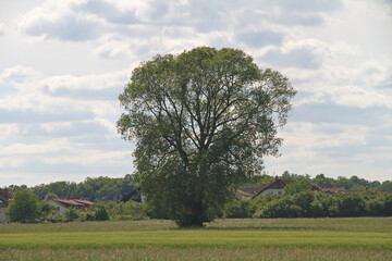 Fototapeta premium Wiese mit Baum