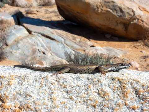 รูปภาพTrachylepis เลือกดูภาพถ่ายสต็อก เวกเตอร์ และวิดีโอ218 Adobe Stock