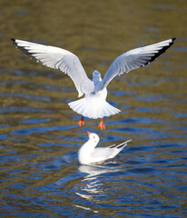 Black-headed gulls in winter plumage in Kelsey Park, Beckenham, Greater London. Gull in flight over the lake with another bird on the water. Black-headed gulls (Chroicocephalus ridibundus), UK.