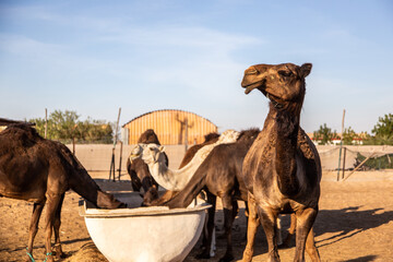 camel in the desert