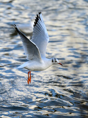 Black-headed gull in winter plumage in Kelsey Park, Beckenham, Greater London. Gull in flight over the lake with no other birds in the frame. Black-headed gull (Chroicocephalus ridibundus), UK.