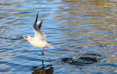 Black-headed gull in winter plumage in Kelsey Park, Beckenham, Greater London. Gull taking off from...