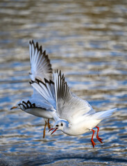 Black-headed gulls in winter plumage in Kelsey Park, Beckenham, Greater London. The gulls are flying over the lake. Foreground bird in focus. Black-headed gulls (Chroicocephalus ridibundus), UK.