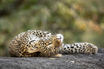 Playful leopard cub lying on a large rock in Kruger Park in South Africa