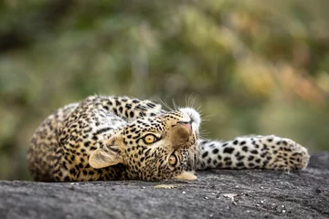 Photo sur Plexiglas Léopard Playful leopard cub lying on a large rock in Kruger Park in South Africa
