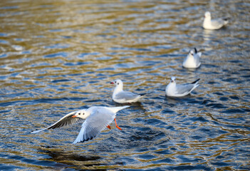 Black-headed gull in winter plumage in Kelsey Park, Beckenham, Greater London. Gull in flight over the lake with four other birds behind. Black-headed gulls (Chroicocephalus ridibundus), UK.